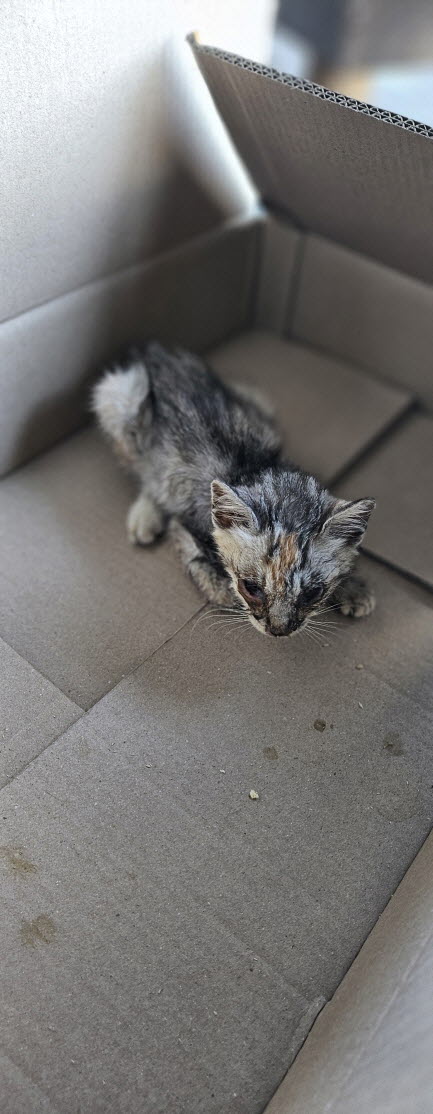 보호중 한국 고양이…